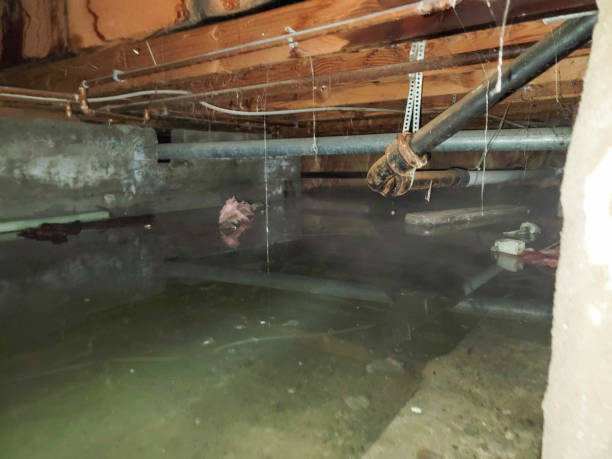 Best Water damage restoration near me  in Mena, AR